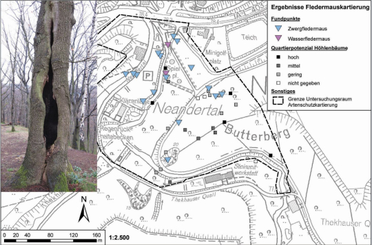 Ergebnisse der Fledermauskartierung